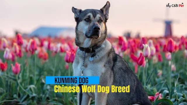 Chinese Black Wolf Dogs