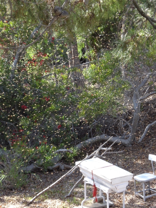 Close-up of bees mid-air