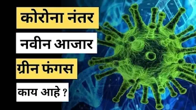 ग्रीन फंगस म्हणजे काय? ग्रीन फंगस काय आहे ?