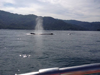 Avistamiento de Ballenas en Puerto Vallarta