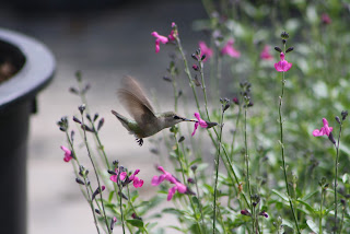 Vivero Growers Nursery Hummingbird on Salvia greggii