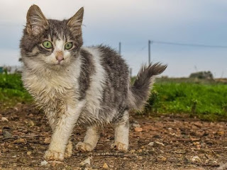 help homeless cat