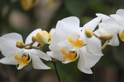 Jenis dan tipe Bunga Anggrek