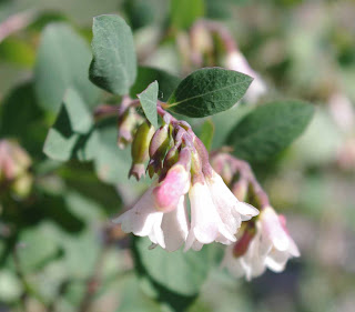 Mountain Snowberry Symphoricarpos oreophilus