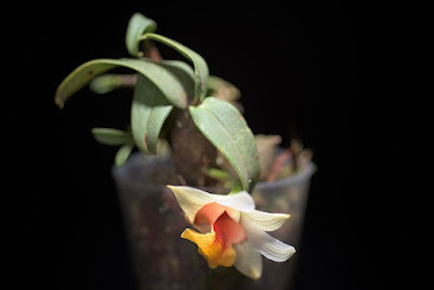 Dendrobium bellatulum care and culture