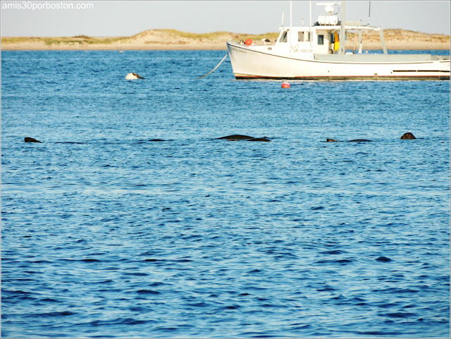 Playas de Massachusetts: Chatham Lighthouse Beach