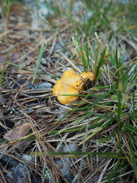 lingonberryhouse, mushrooms, garden, autumn, syksy, sienet, mökin piha