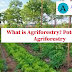 What is Agroforestry? Potential of Agroforestry In India (Explained)