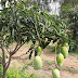 2 Acre Mango Farm Farm For Sale In Shadnagar, Hyderabad.