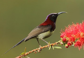Burung black-throated sunbird (Aethopyga saturata) adalah spesies burung dari keluarga Nectariniidae dalam Genus: Aethopyga yang masih satu kerabat dengan Burung Madu Jawa.
