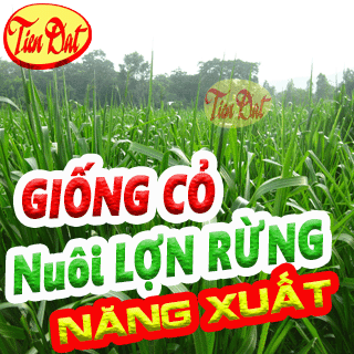 7 Loại giống cỏ nuôi lợn rừng năng suất cao nhất tại Việt Nam