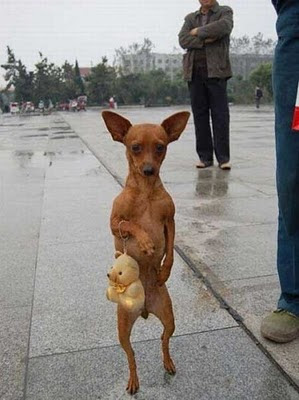 Gambar Lucu Anjing Berjalan Dengan Dua Kaki