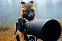 Fotos de encuentros entre fotógrafos y animales