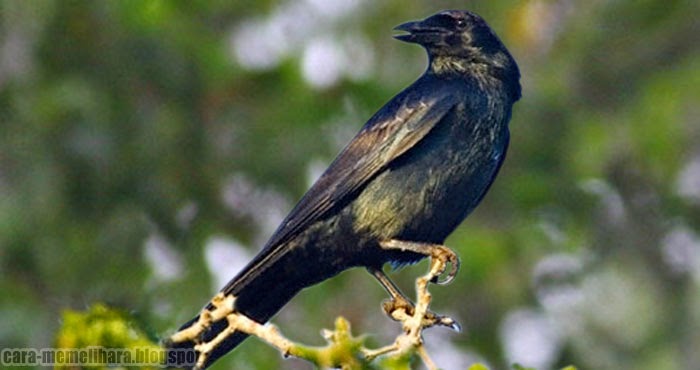 Kelebihan dan Kemampuan Burung Gagak 