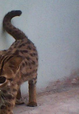 Arti gerakan ekor kucing Blacan