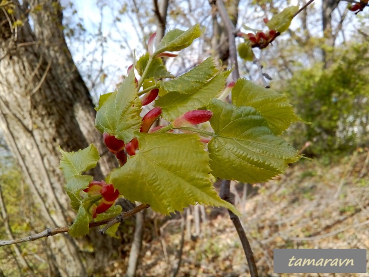 Липа амурская (Tilia amurensis)