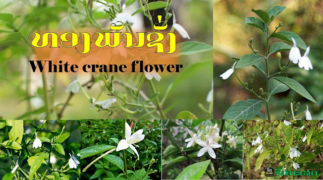 ທອງພັນຊັ່ງ / White crane flowerລັກສະນະພືດສາດ  ຕົ້ນທອງພັນຊັ່ງຈັດເປັນໄມ້ຟຸ່ມຂະໜາດນ້ອຍ, ມີຄວາມສູງ 1-2 ມ, ກົກຂອງລໍາຕົ້ນເປັນໄມ້ເນື້ອແຂງ, ກິ່ງຂອງລໍາຕົ້ນເປັນ