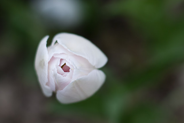 нежно-розовый тюльпан