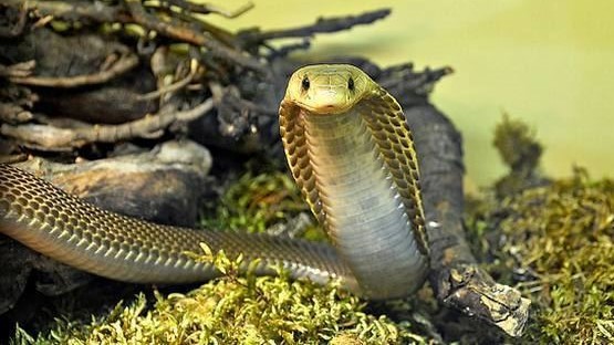 Most Dangerous and Venomous Snakes in the World..