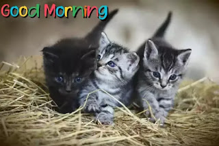 Good morning cat images