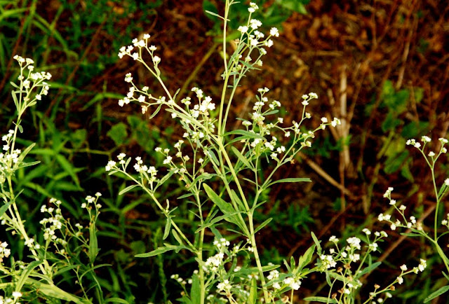 Congress Grass