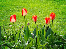 tulips