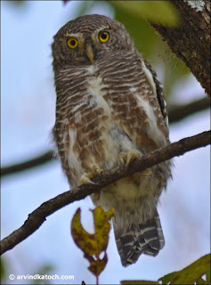 Asian Barred Owlet