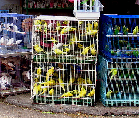 Types Of Bird Cages