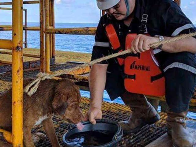 Dog Rescued Swimming 220 KM off Gulf of Thailand