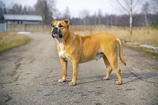 Number 9 most dangerous dog breeds