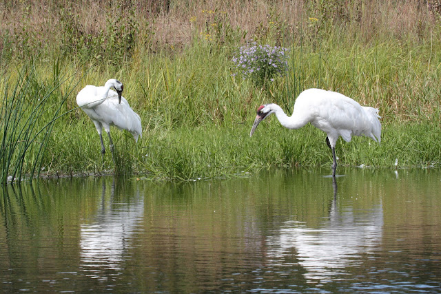 Crane wallpaper,crane images,crane photo,cute crane,beautiful crane,cranes,the crane,the cranes,crane birds,crane,birds,birds picture,about birds,birds images birds photo,birds picture,flying crane,animation crane,crane stand green grass,