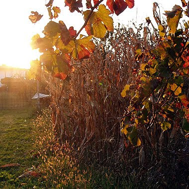 Un campo di mais al tramonto. Foto di Andrea Mangoni.