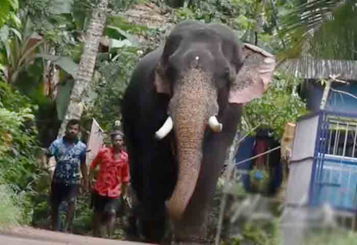 News,Kerala,State,Local-News,Thrissur,Elephant,Death,died,Religion,Temple, Elephant died in Thrissur