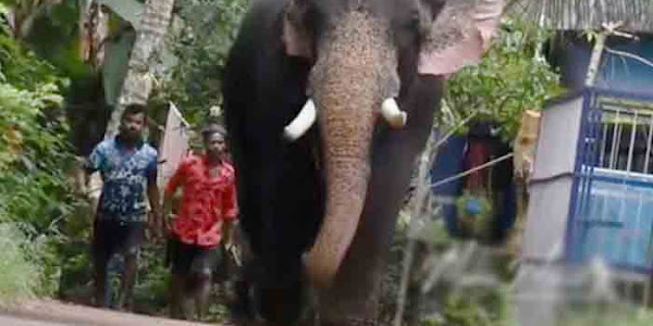 Elephant Died | കുഴഞ്ഞുവീണ ഒളരിക്കര കാളിദാസന്‍ ചരിഞ്ഞു