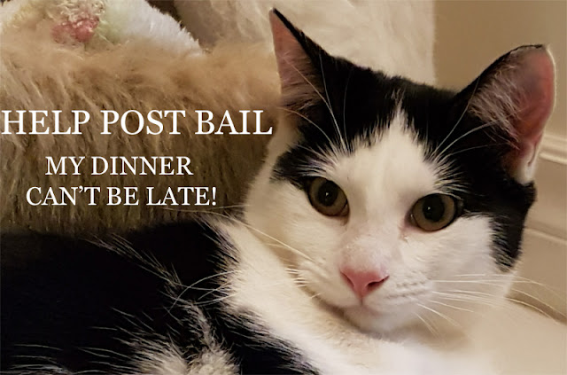 A cat looks up and says Help post bail, my dinner can't be late