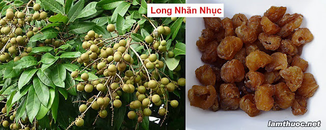 SỔ TAY CÂY THUỐC VÀ VỊ THUỐC ĐÔNG Y - LONG NHÃN NHỤC