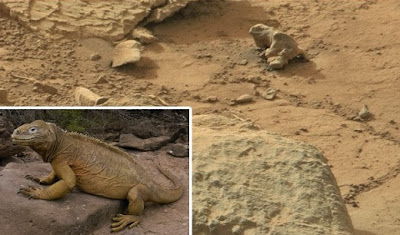 roca en forma de reptil iguana en marte