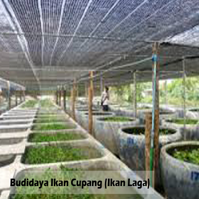 Cara Budidaya Ikan Cupang (Ikan Laga) - Dunia Binatang