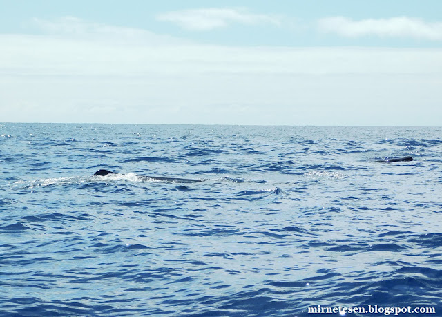 Наблюдение за китами у Азорских островов