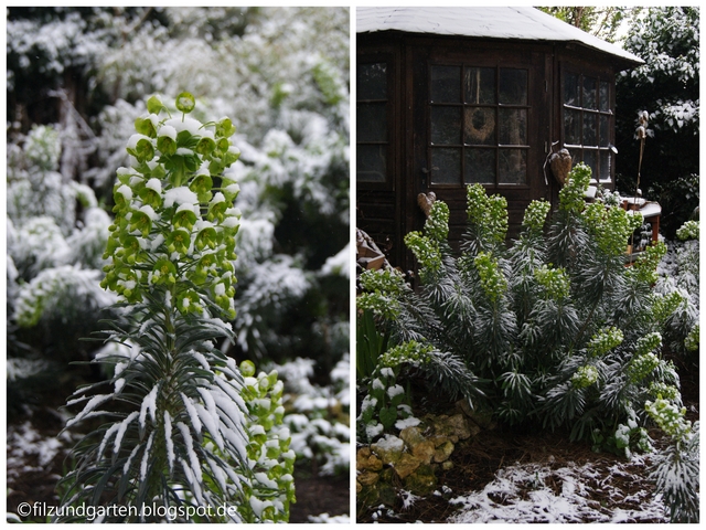 Euphorbien im Schnee im April