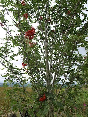 Rowan (S. aucuparia) tree