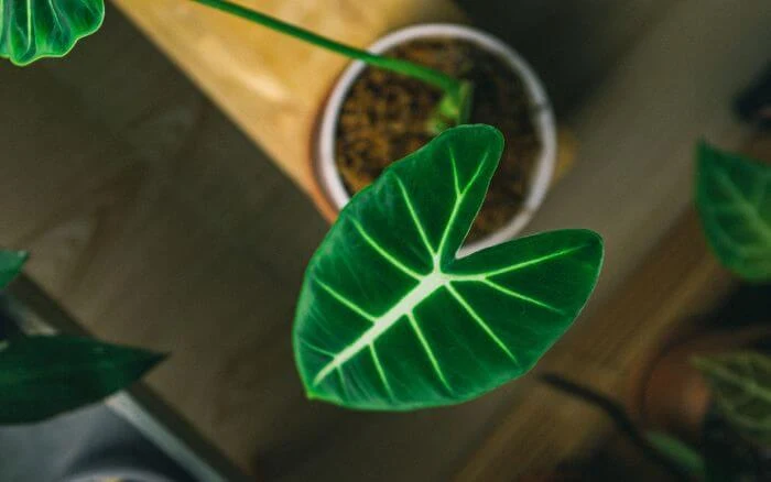 Alocasia Frydek crescendo em vaso em ambiente interno, imagem mostrando claramente a textura aveludada de suas folhas de veludo-verde.