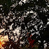 Tree With Sunset Effect Wallpaper