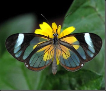 a357_Butterfly