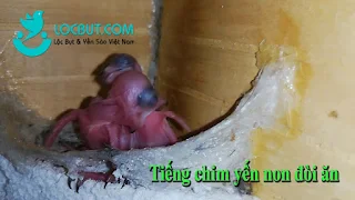 Tiếng chim yến non sẽ như thế nào?