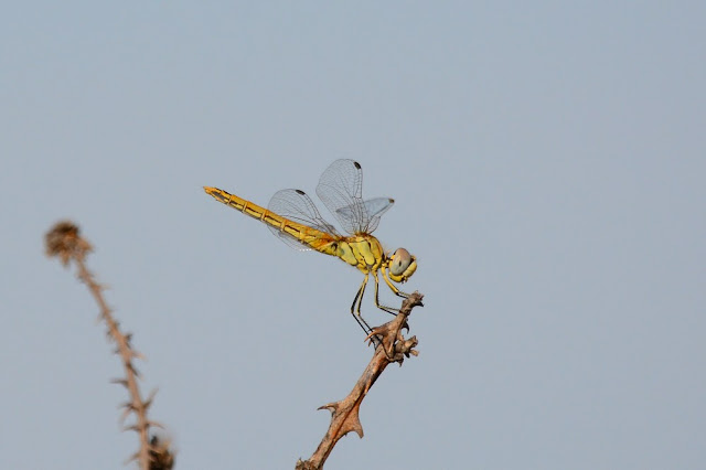 Sympetrum fonscolombii