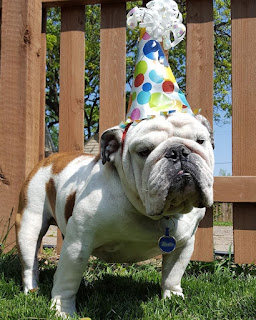 Birthday Bulldog