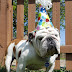 Cute Birthday Bulldog