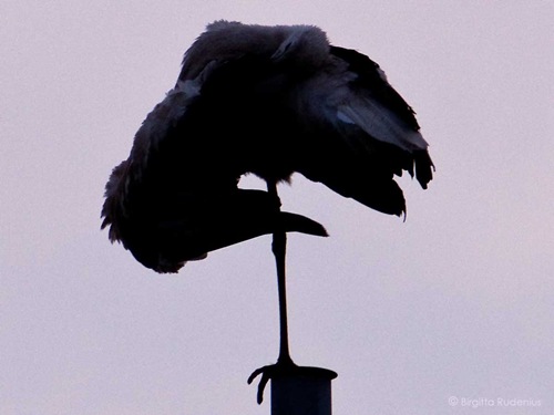 bird_20110702_stork3a