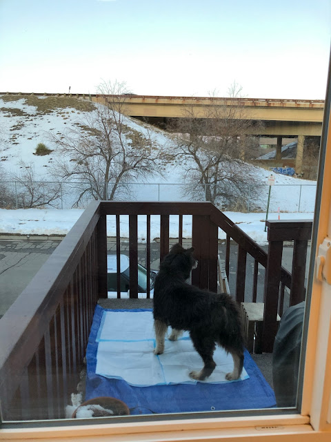 dog on a balcony looking at a snowy road